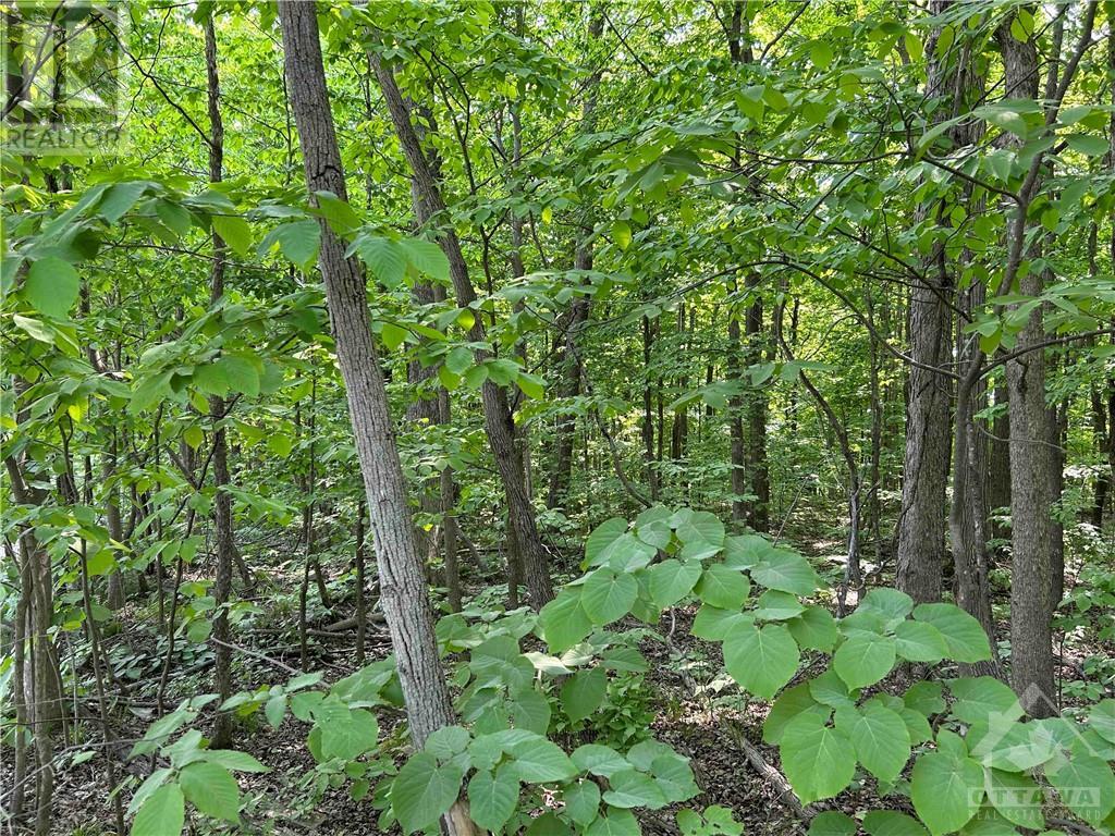 8022 Cooper Hill Road, Metcalfe, Ontario  K0A 2P0 - Photo 6 - 1352528